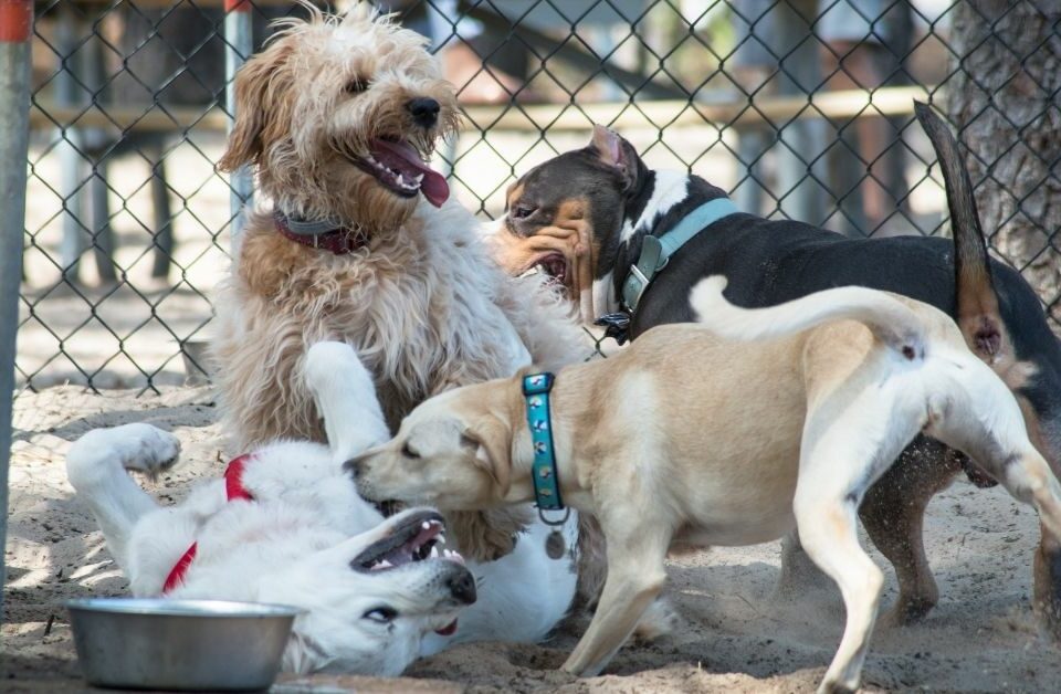 Dog Park Karen