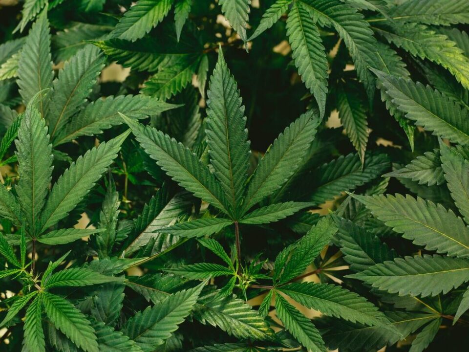 Marijuana - Weed