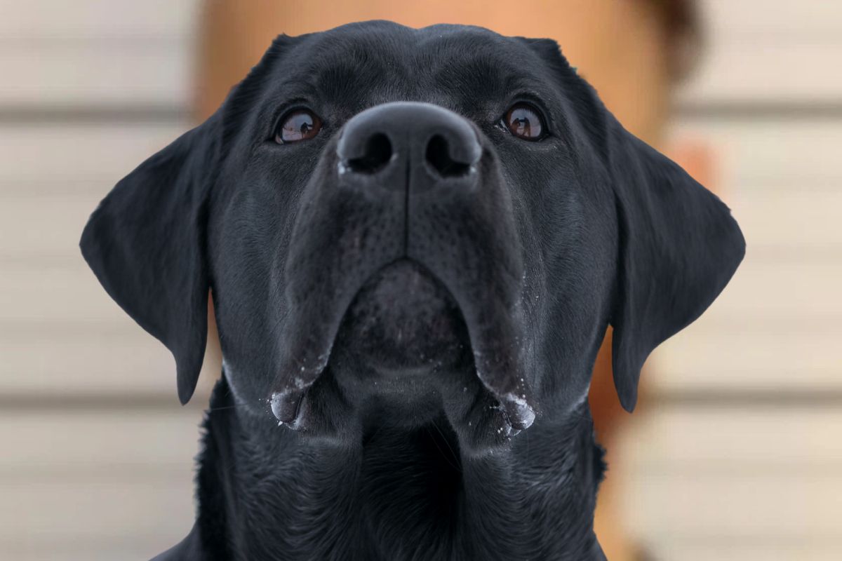 Sad Dog
