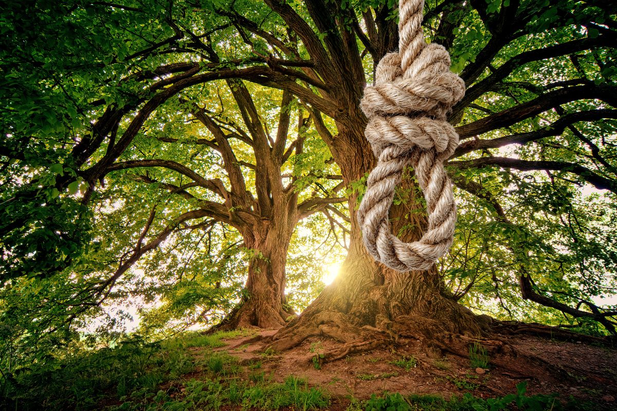 Noose and a tree