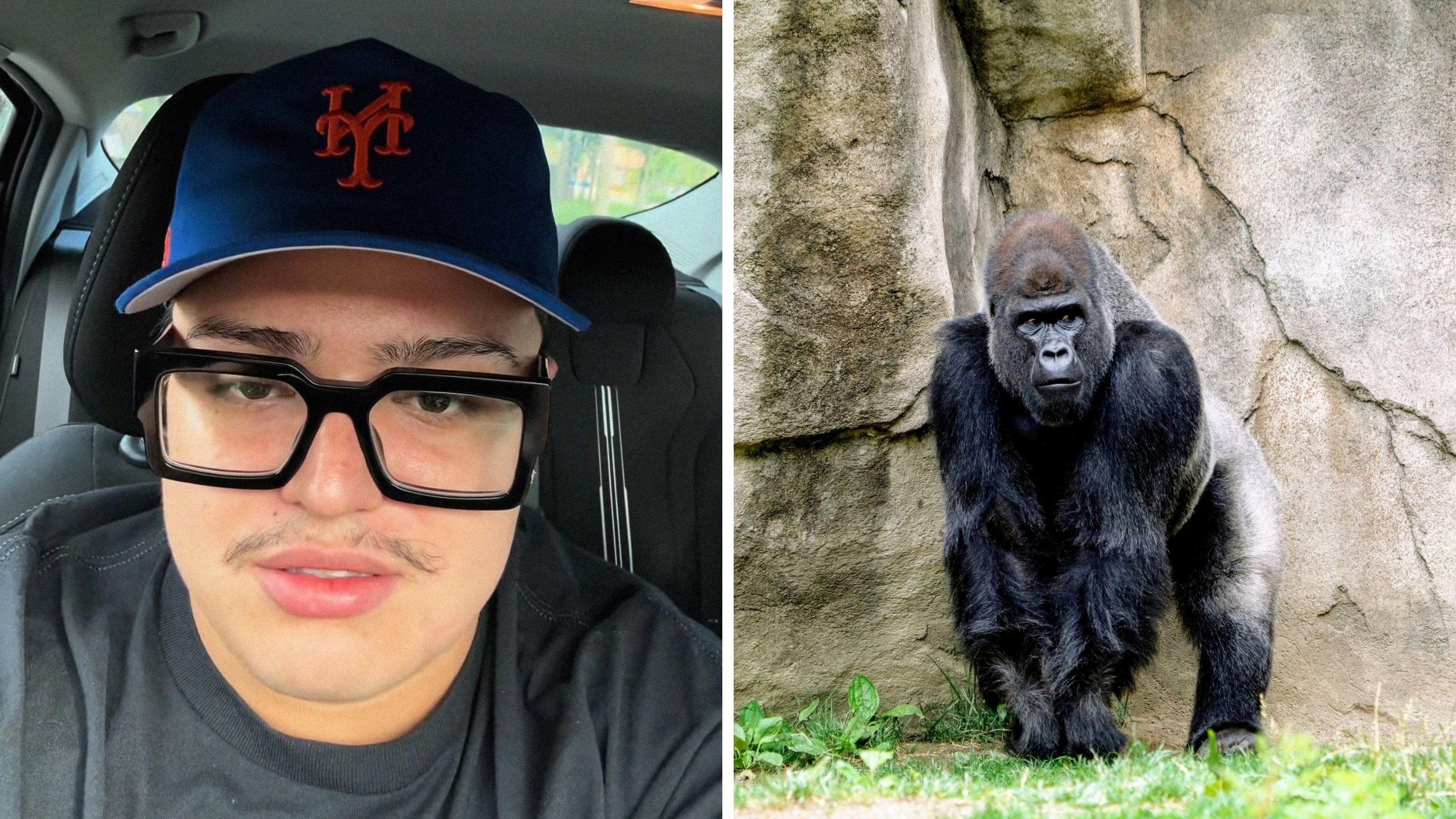 ‘He clocked yall fr’: Man ridicules gorilla at Chicago Zoo. Then he responds